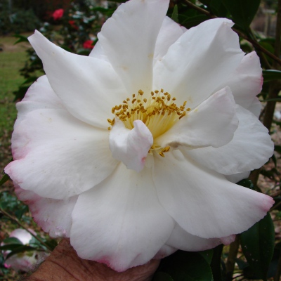 Heather Cooksey